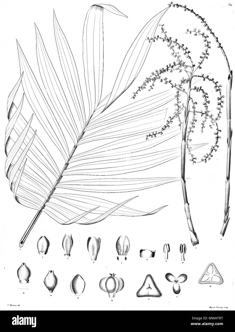 121 Chamaedorea sp Ørsted2 Banque D'Images