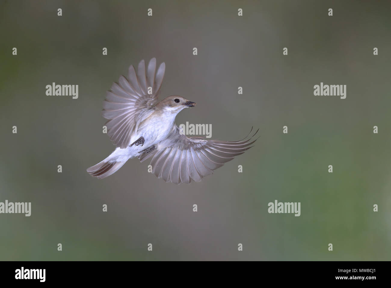 (Ficedula hypoleuca), femme en vol, Rhénanie du Nord-Westphalie, Allemagne Banque D'Images