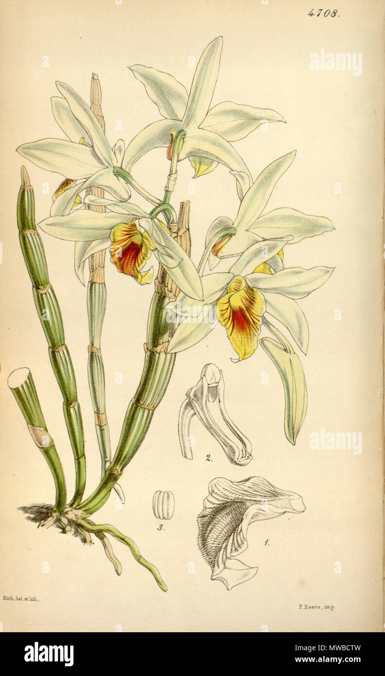 . Illustration de Dendrobium heterocarpum . 1853. Walter Hood Fitch (1817-1892) del. et Lith., description par William Jackson Hooker (1785-1865) 158 Dendrobium heterocarpum - Curtis' 79 (Ser. N° 3 9) pl. 4708 (1853) Banque D'Images