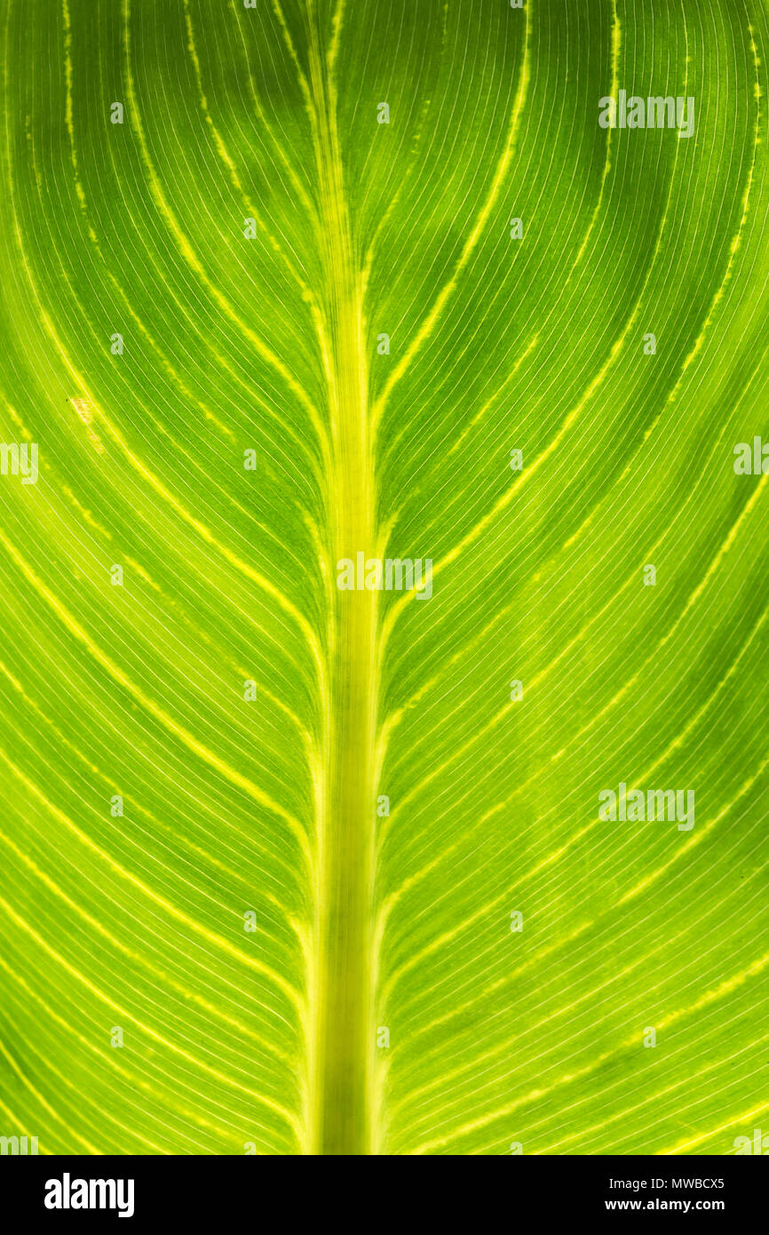 Pretoria pretoria Canna Lily (Canna), Feuille, Détail, Bavière, Allemagne Banque D'Images