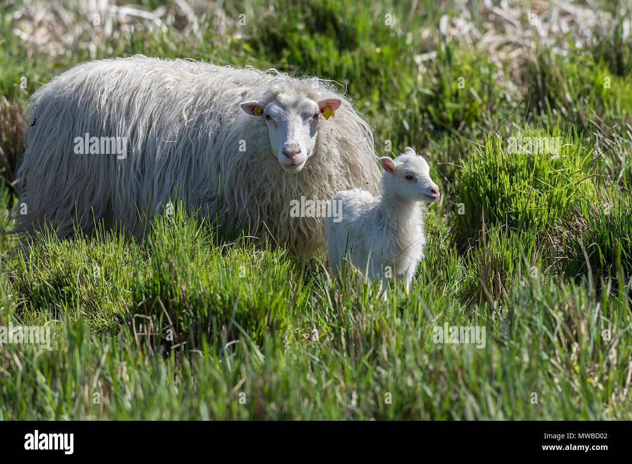 Interrogé blanc Heath (Ovis aries) avec son nouveau-né dans l'herbe dense, Mecklembourg-Poméranie-Occidentale, Allemagne Banque D'Images