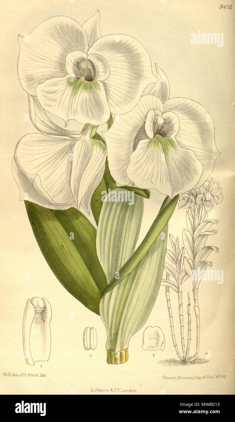 . Illustration de Dendrobium schuetzei . 1913. M. S. del. (  = Matilda Smith, 1854-1926), J. N. Fitch lith. (  = John Nugent Fitch, 1840-1927) Description par R. A. Rolfe (1855-1921) 158 Dendrobium schuetzei - Curtis' 139 (Ser. N° 4 9) pl. 8495 (1913) Banque D'Images