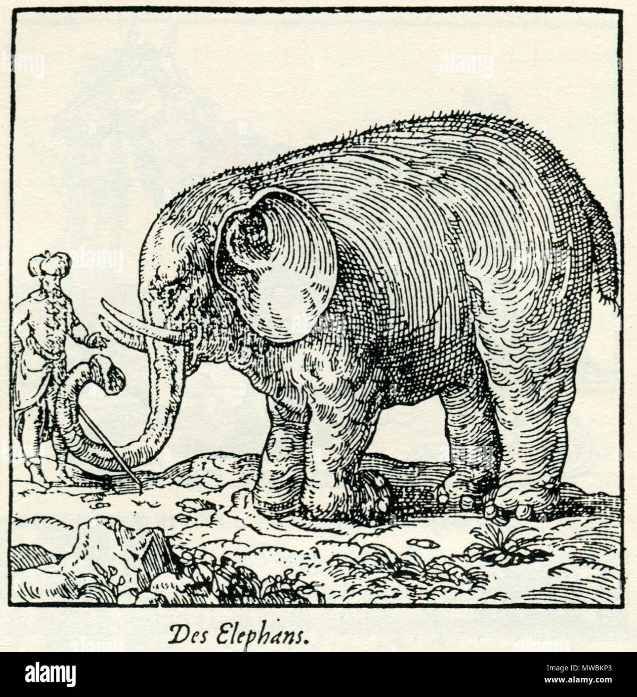 182 - André Thevet éléphant - 1556 Banque D'Images