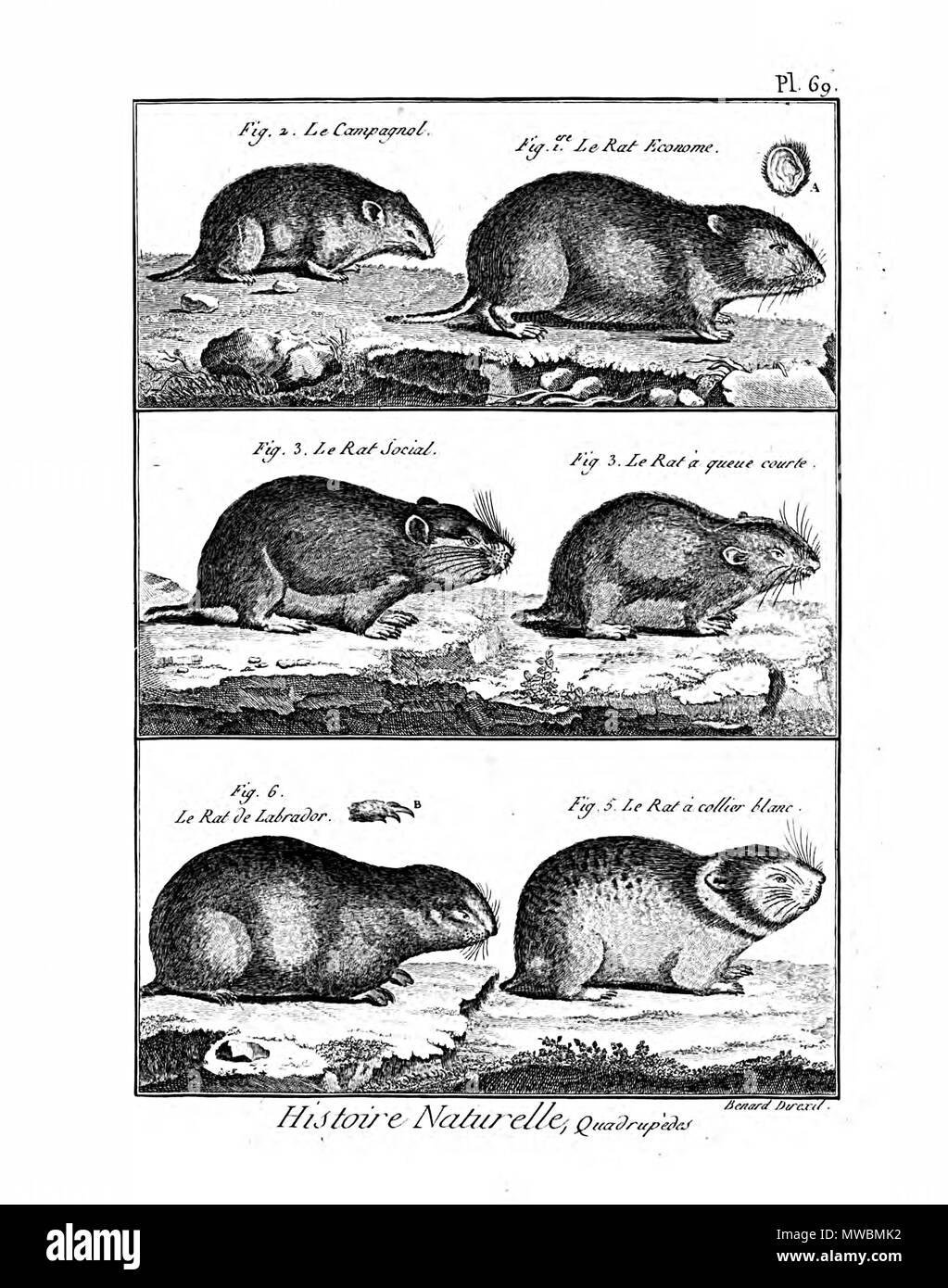 189 Encyclopédie méthodique - mammalogie, pl69 Banque D'Images