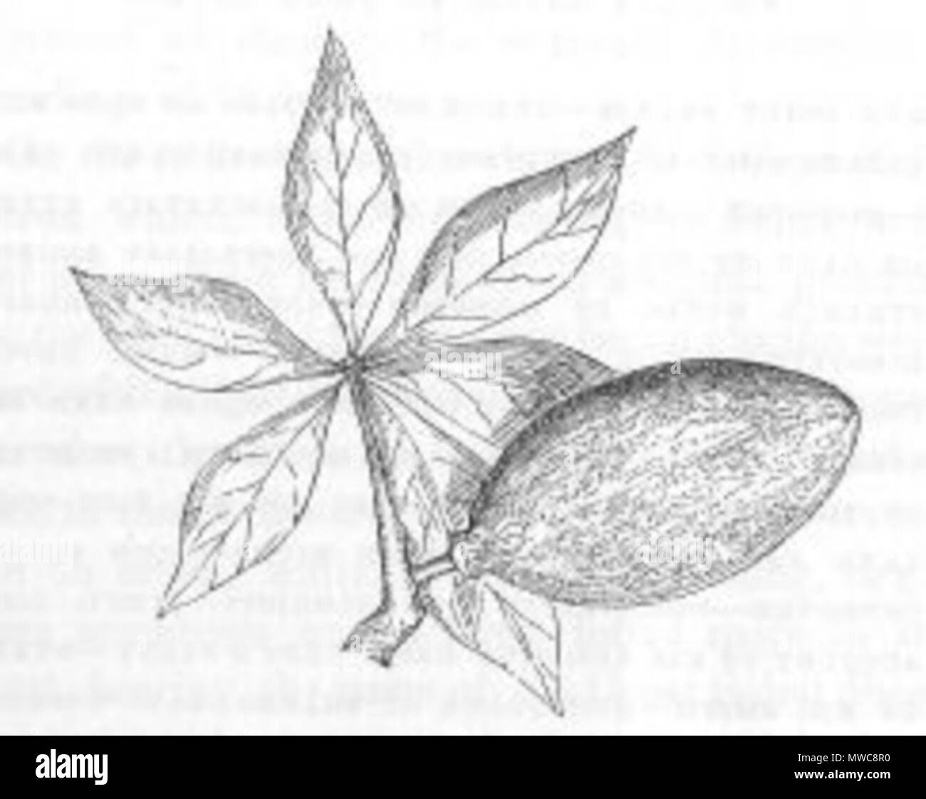 . Il s'agit d'une image intitulée "Fruit de l'arbre des souches goutteuse du Volume 2 de John Lort Stokes' livre 1846 Découvertes en Australie. L'espèce Adansonia gibbosa est représenté (Boab). 1846. John Lort Stokes 230 Fruit de l'arbre de queue goutteuse (découvertes en Australie) Banque D'Images