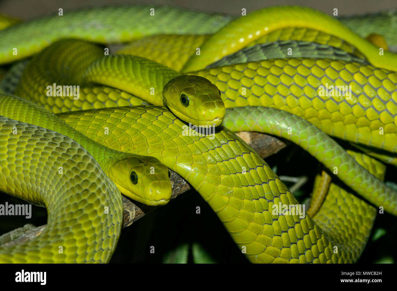 Le Mamba vert (Dendroaspis angusticeps), captive, reptile zoo Reptilia, Vaughan, Ontario, Canada Banque D'Images