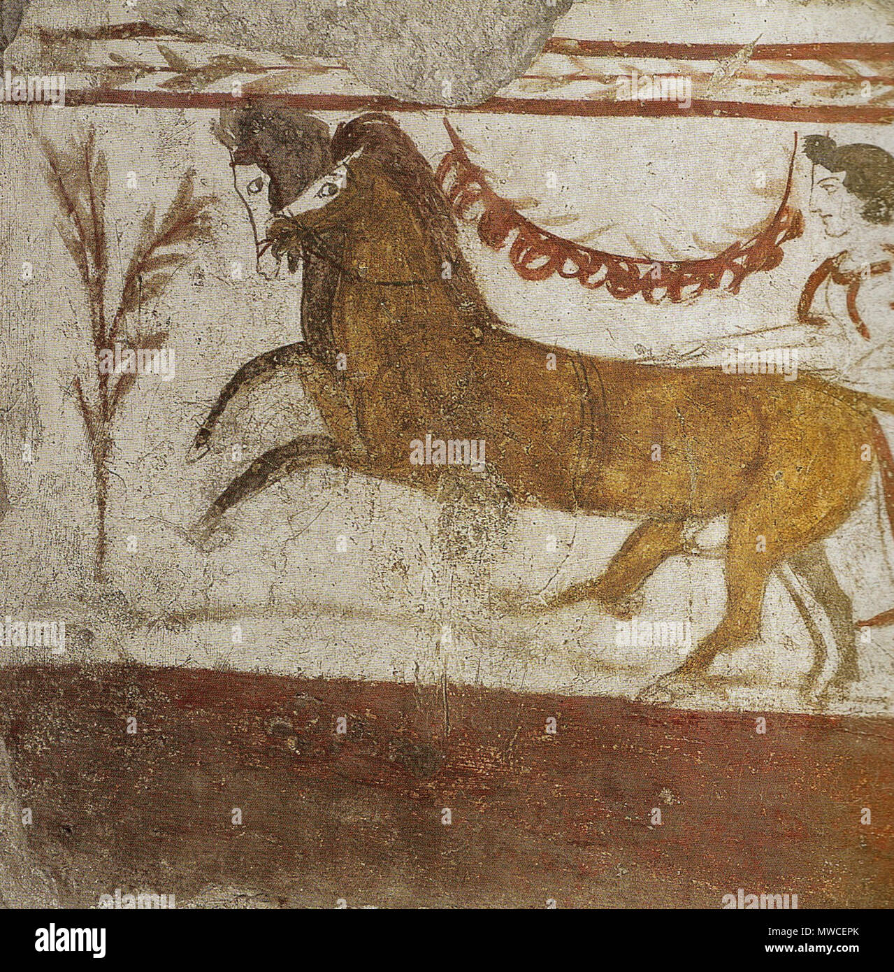 250 Grab der Granatäpfel vorderes Gespann Banque D'Images