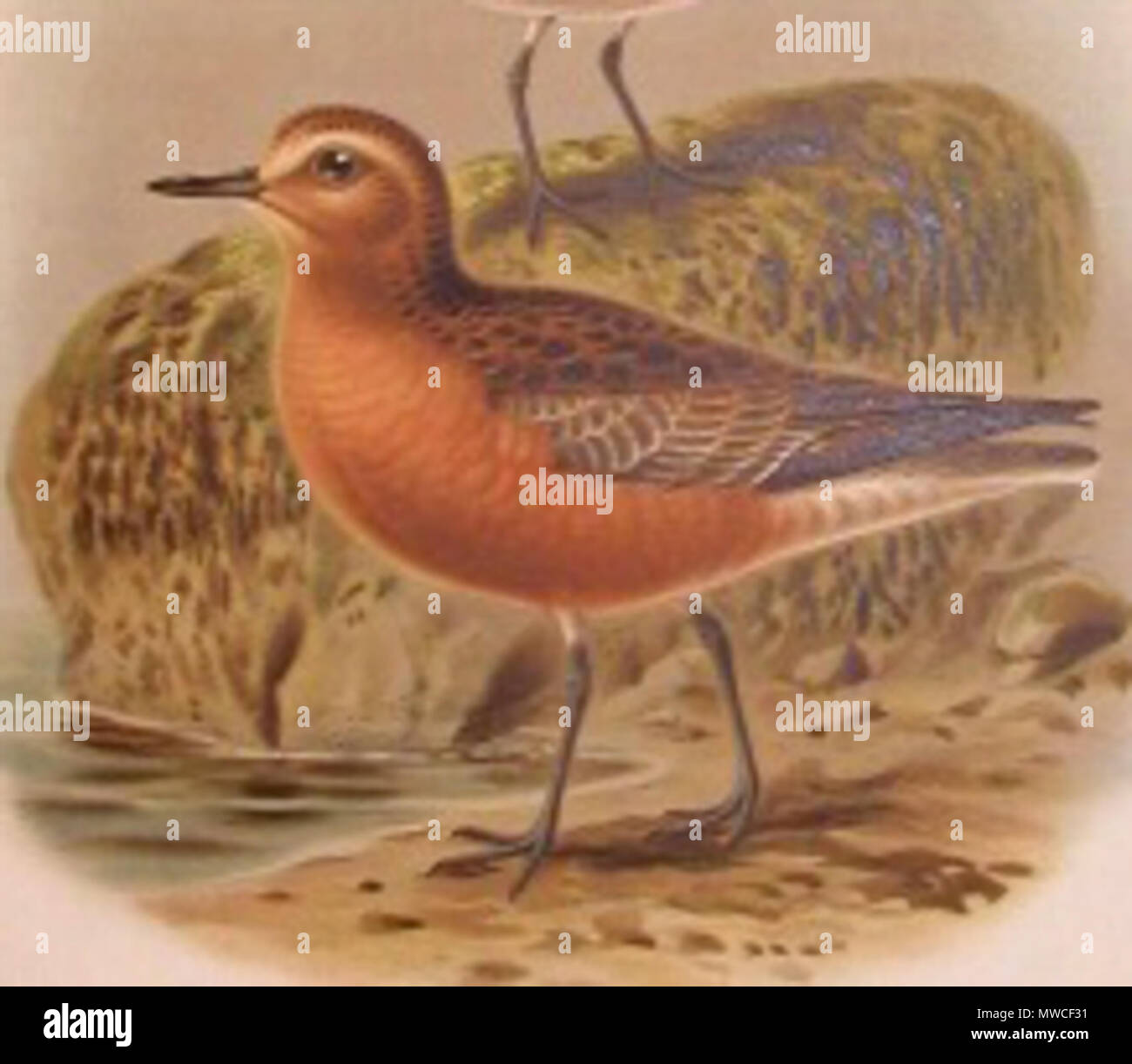 . Anglais : « récent de Nouvelle-Zélande, Charadrius obscurus. 1888. Buller, W.R., oiseaux de la Nouvelle-Zélande, 1888. 441 NewZealandDotterelBuller Banque D'Images