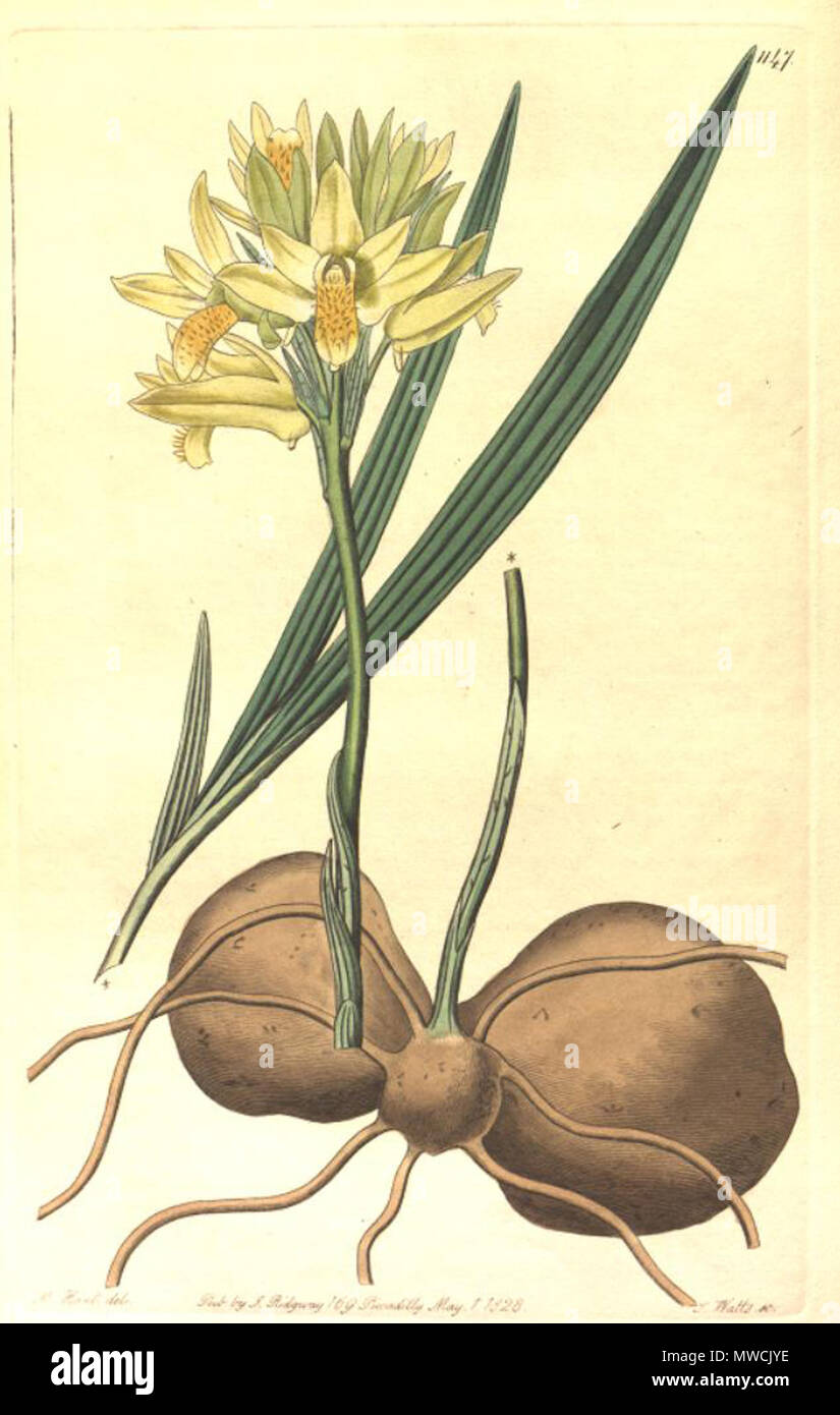 . Illustration d'Eulophia ensata . 1828. Sydenham Edwards (1768-1819) 198 Eulophia ensata Banque D'Images