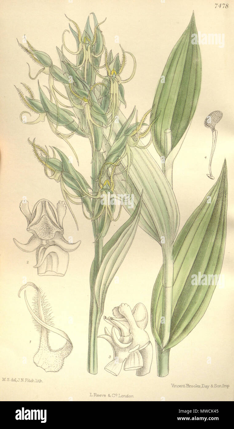 . Illustration de Habenaria elwesii . 1896. M. S. del. (  = Matilda Smith, 1854-1926), J. N. Fitch lith. (  = John Nugent Fitch, 1840-1927) Description par Joseph Dalton Hooker (1817-1911) 262 Habenaria elwesii - Curtis' 122 (Ser. N° 3 52) PL 7478 (1896) Banque D'Images