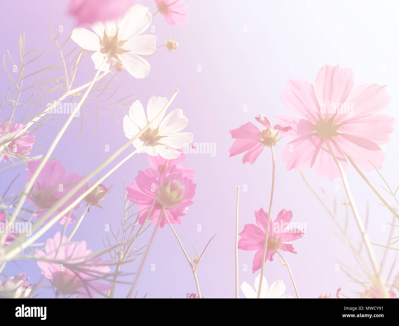 Fleur de cosmos couleur rose et blanc fond bleu ciel avec copie espace. Banque D'Images