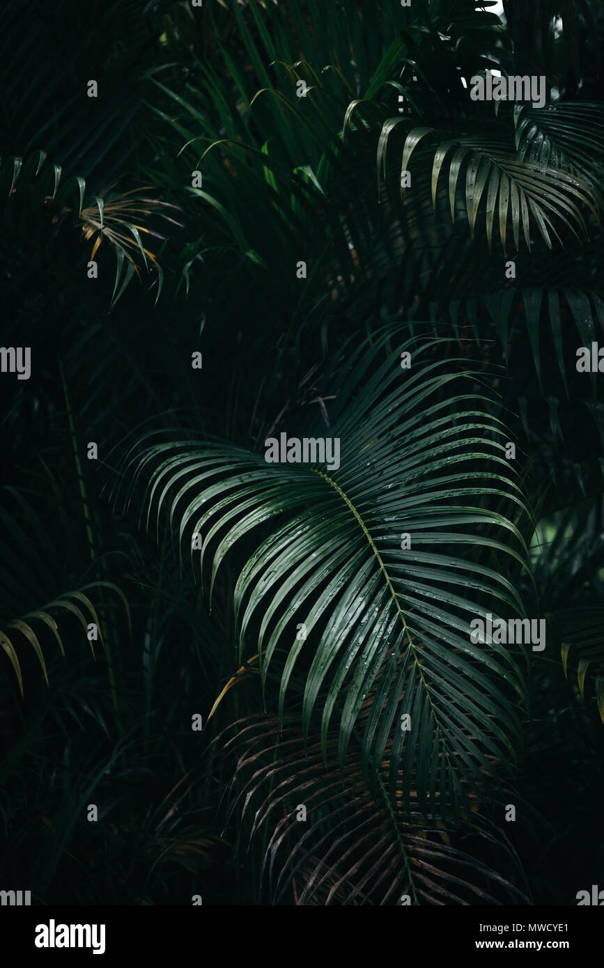 Feuilles de palmier vert profond humide en texture sombre forêt tropicale Banque D'Images