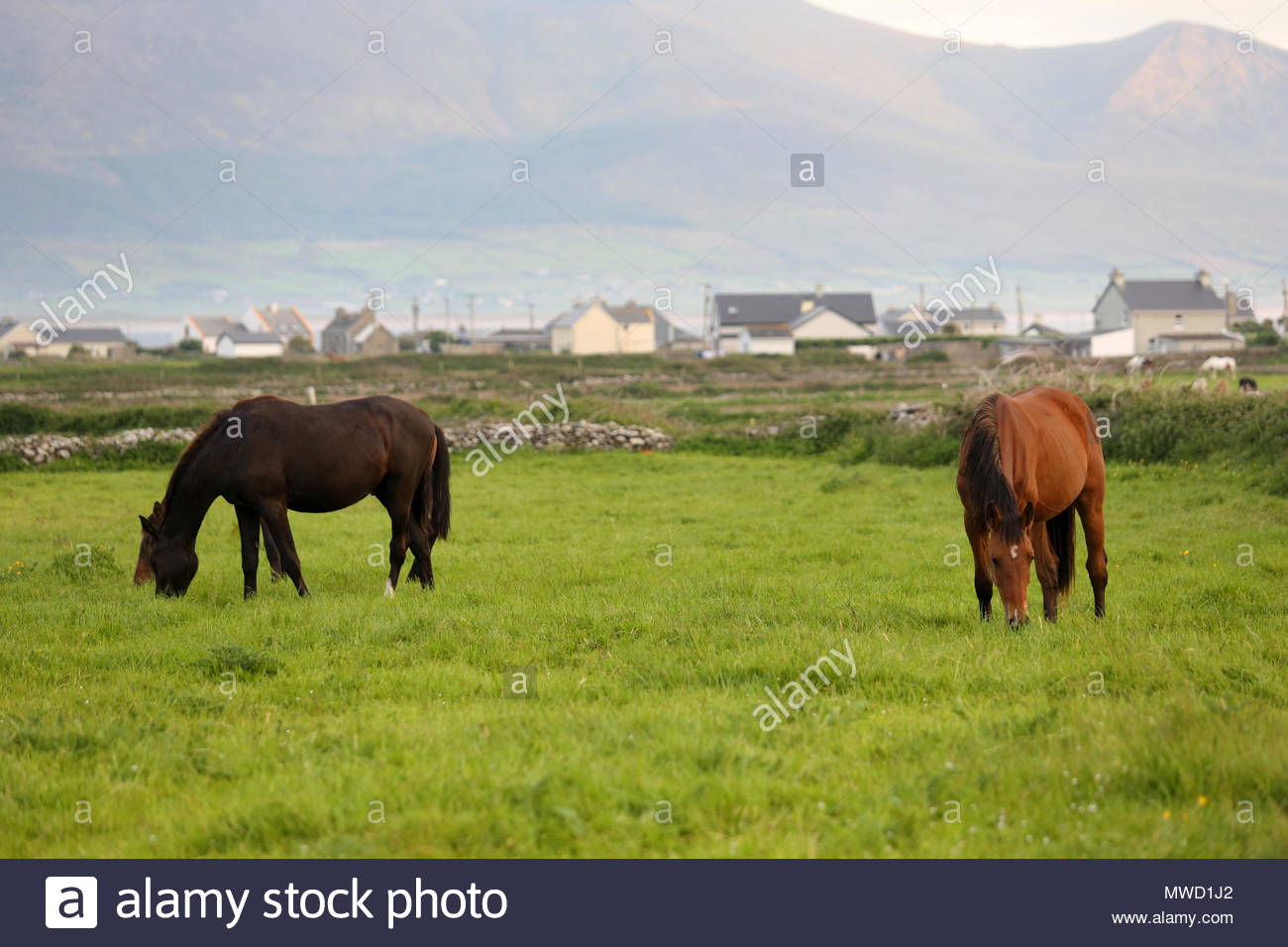 Les chevaux paissent dans un champ près de Marvejols, dans le comté de Kerry comme le soleil se couche à la fin d'un jour glorieux. Banque D'Images