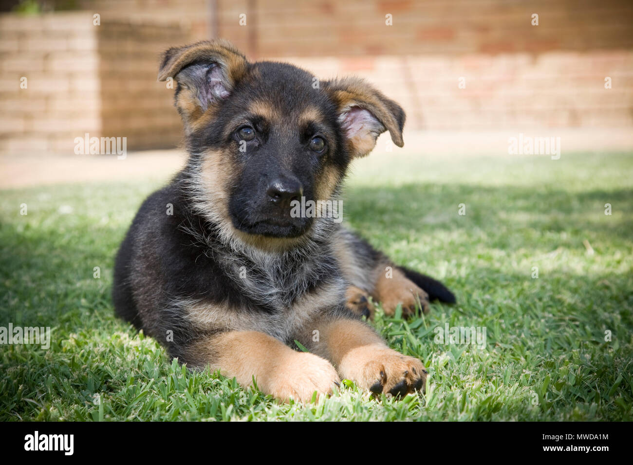 Chiot Berger Allemand Photo Stock Alamy
