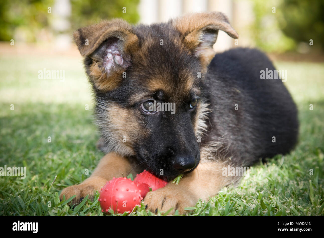 Un Tout Petit Mignon Chiot Berger Allemand Banque Dimages