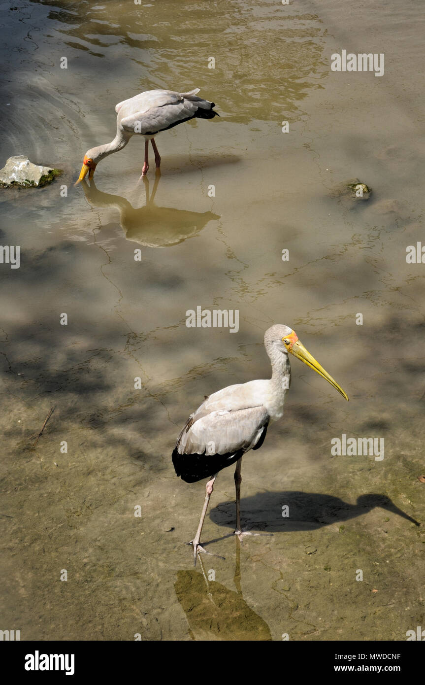 Deux Cigognes laiteux à Kuala Lumpur, Malaisie Parc des Oiseaux Banque D'Images