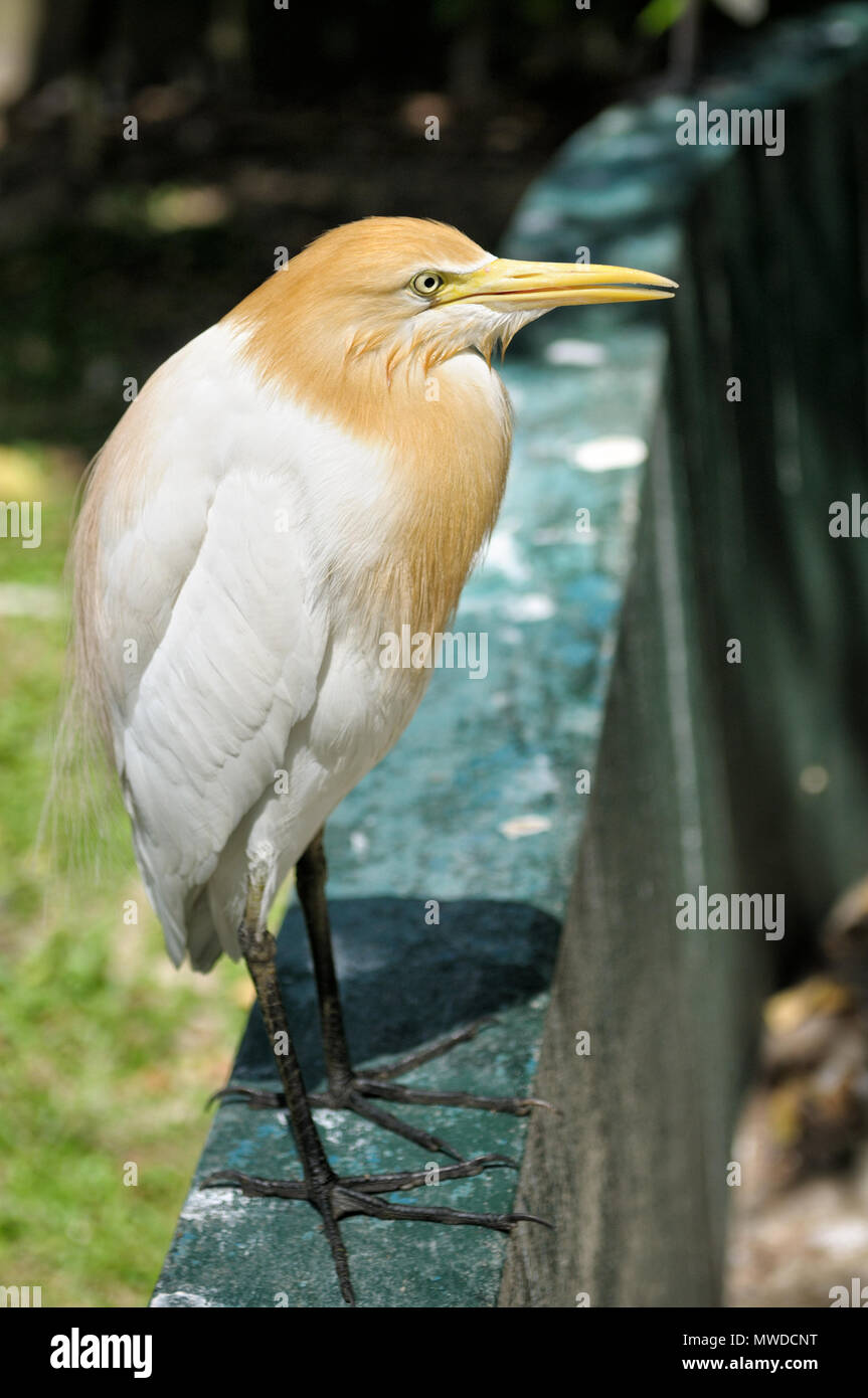 Heron à Kuala Lumpur, Malaisie Parc des Oiseaux Banque D'Images