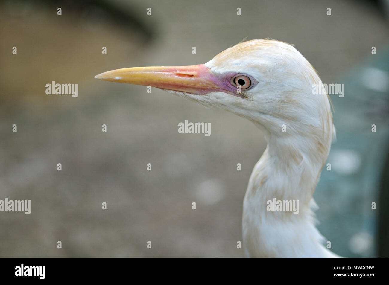 Portrait d'un oiseau à Kuala Lumpur, Malaisie Parc des Oiseaux Banque D'Images