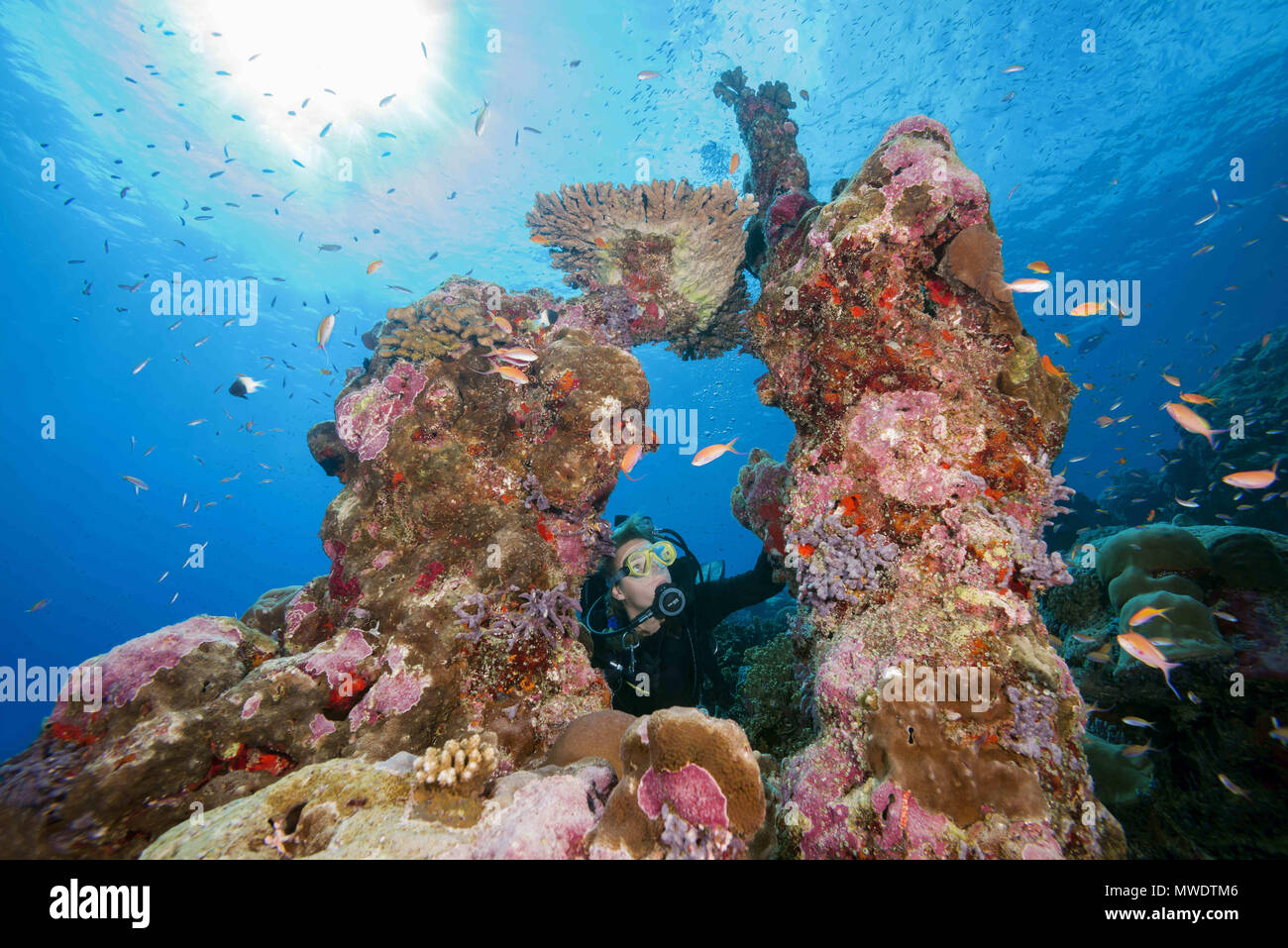 Fuvahmulah, océan Indien, les Maldives. Feb 11, 2018. Scuba Diver femme regarde à travers une arche de corail Crédit : Andrey Nekrasov/ZUMA/ZUMAPRESS.com/Alamy fil Live News Banque D'Images