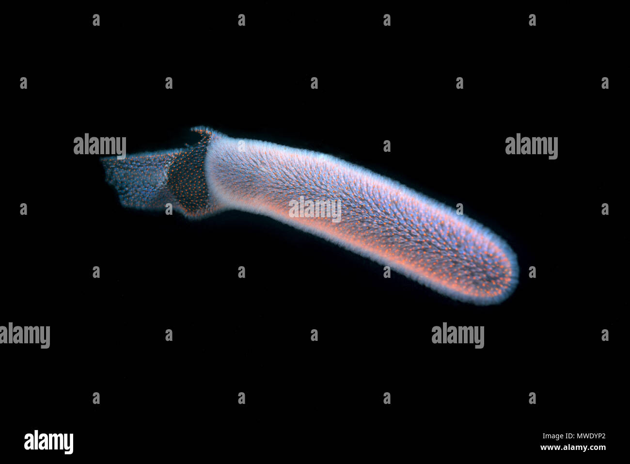 L'Océan indien, les Maldives. 30Th Mar, 2018. Tunicier Pyrosoma Tuniciers coloniaux ou Crédit : Andrey Nekrasov/ZUMA/ZUMAPRESS.com/Alamy fil Live News Banque D'Images