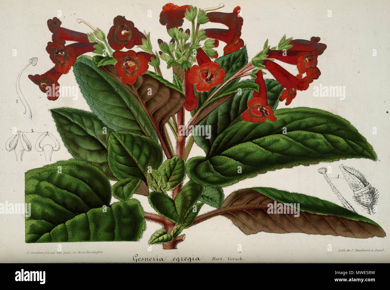 Heppiella naegelioides 274 × Lem. Ill. Hort. 4. pl. 129. 1857 Banque D'Images