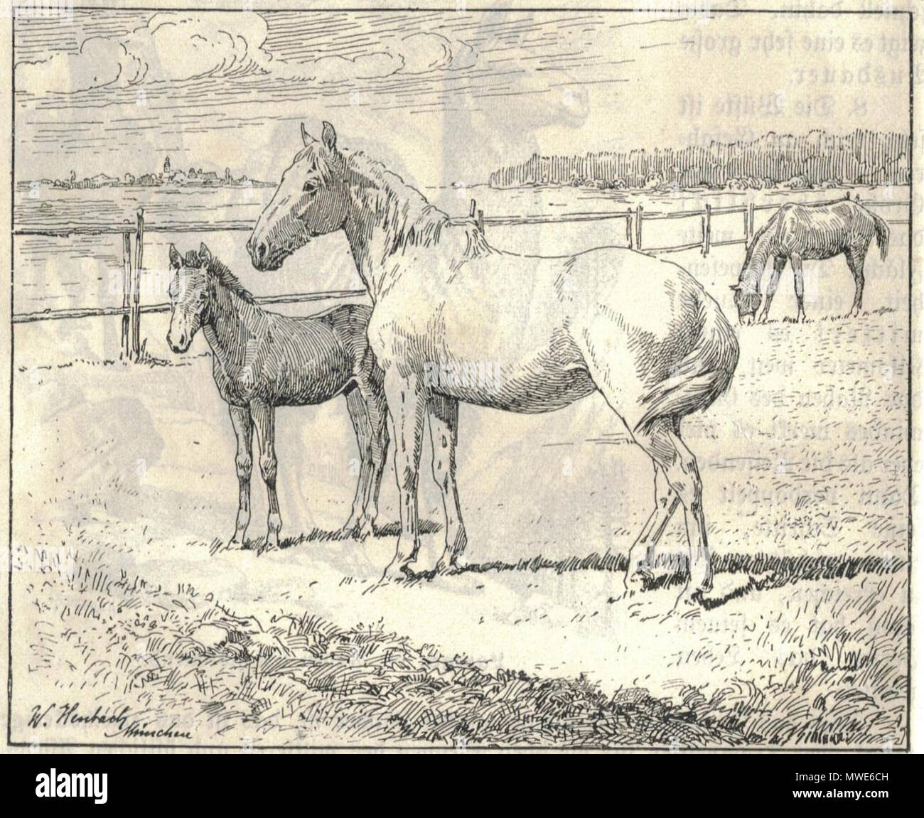 . Ce fichier n'a pas de description, et peut être n'ont pas d'autres informations. Veuillez fournir une description explicite de ce fichier. . Walter Heubach (Allemand, 1865-1923) 277 Heubach horse Banque D'Images