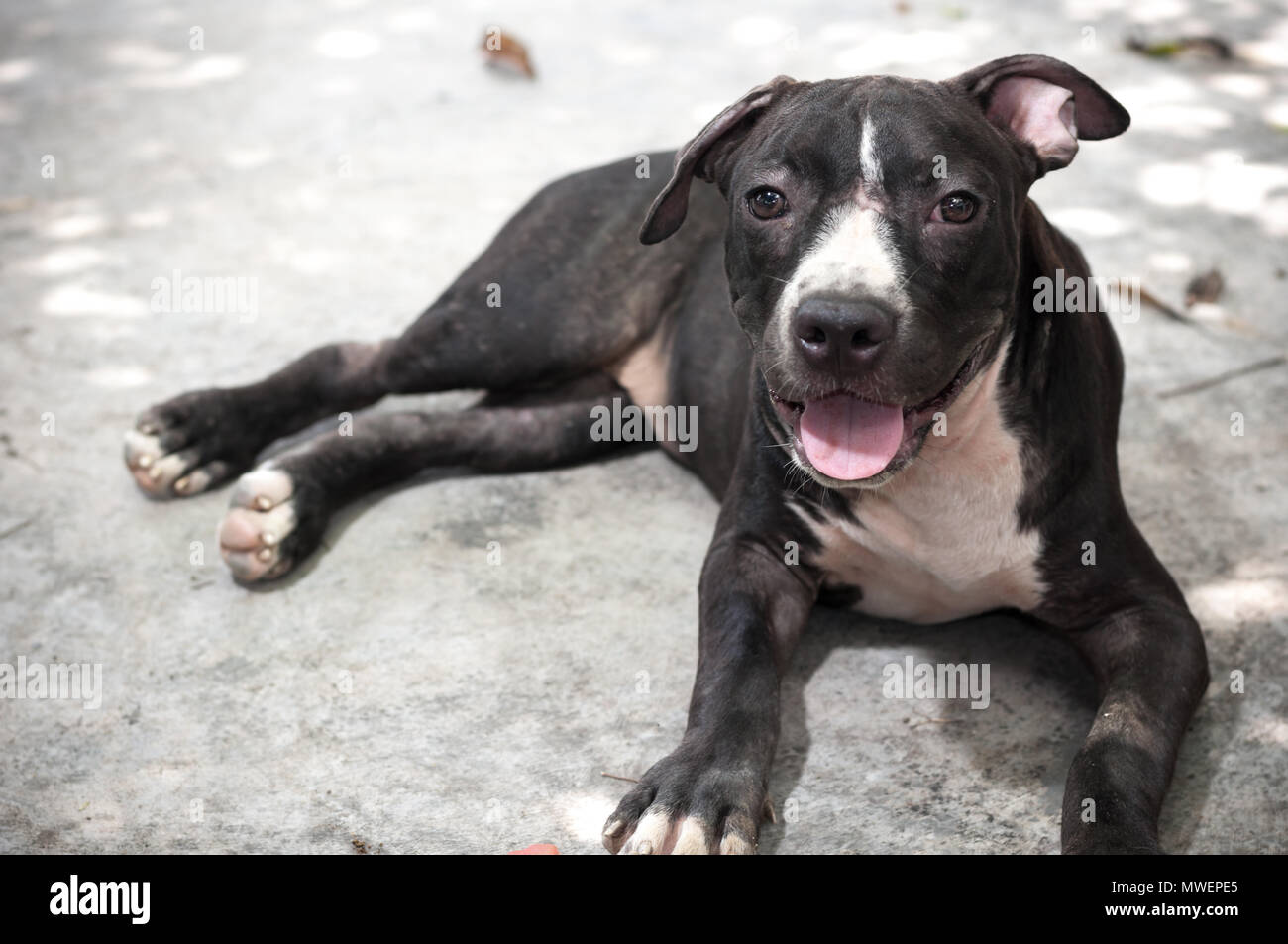 Pitbull Noir Banque D Image Et Photos Alamy Pitbull Noir Banque D Image Et Photos Alamy