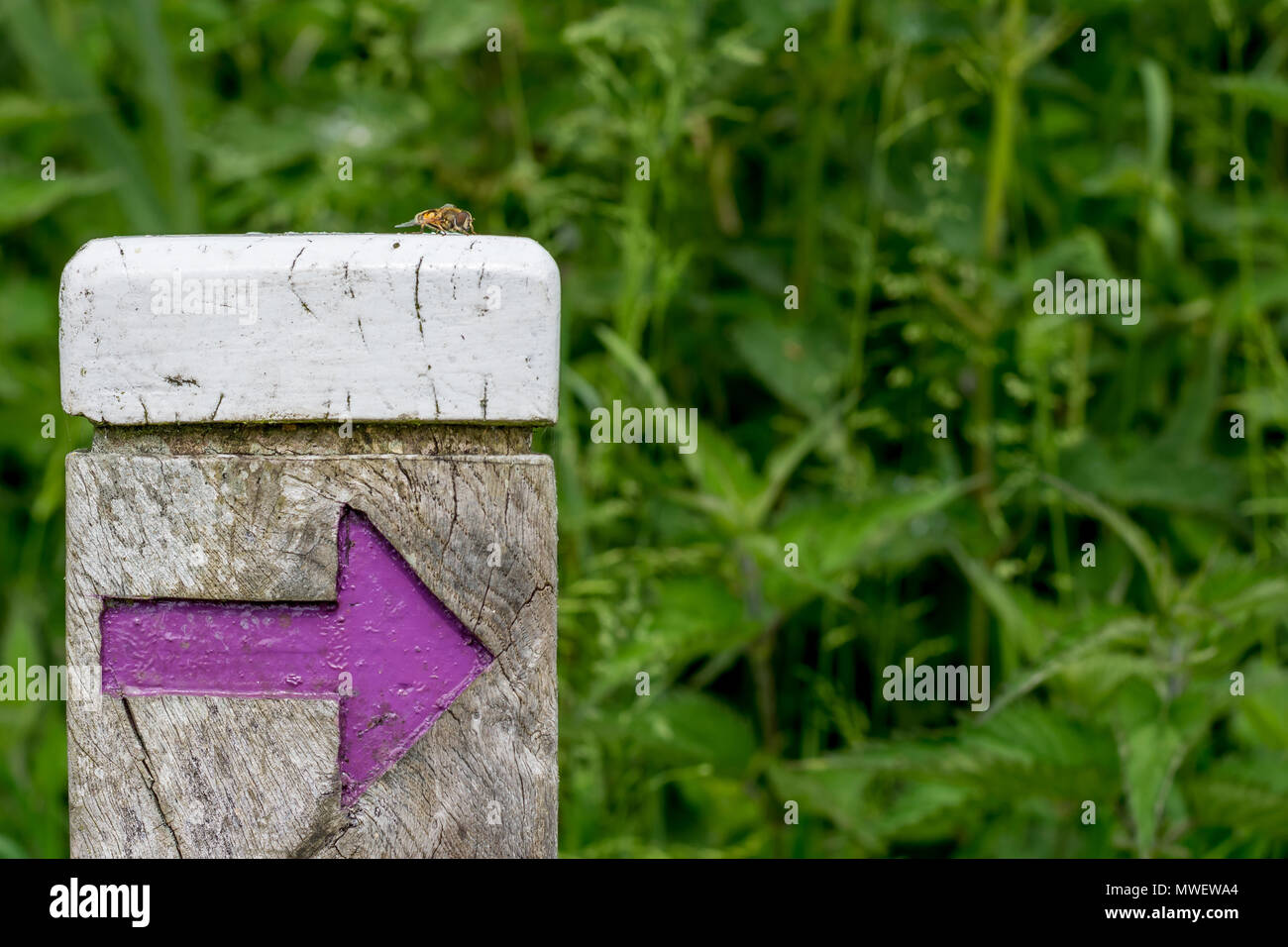 Petite mouche se dresse au sommet d'un marqueur post, avec top blanc et violet flèche dirigée vers la droite de l'image, trouvée à Strumpshaw Marsh, Norfolk Banque D'Images