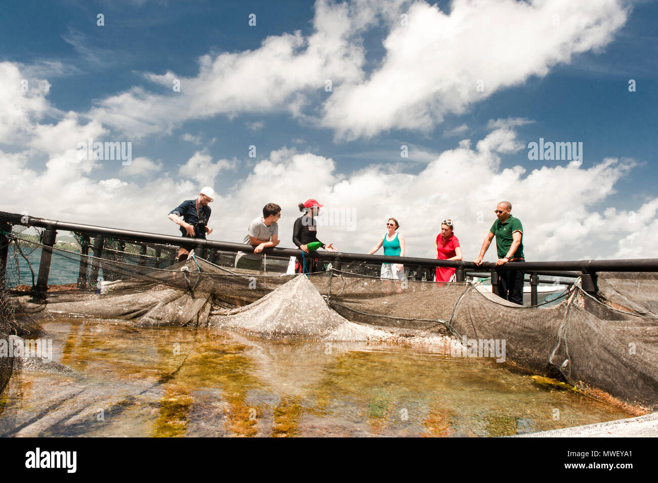 Les touristes explorant l'aquaculture de la baie de Le Robert, Martinique Banque D'Images