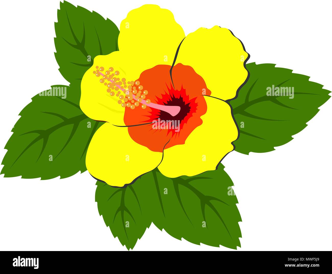 De belles fleurs d'hibiscus rouge avec des feuilles Illustration de Vecteur