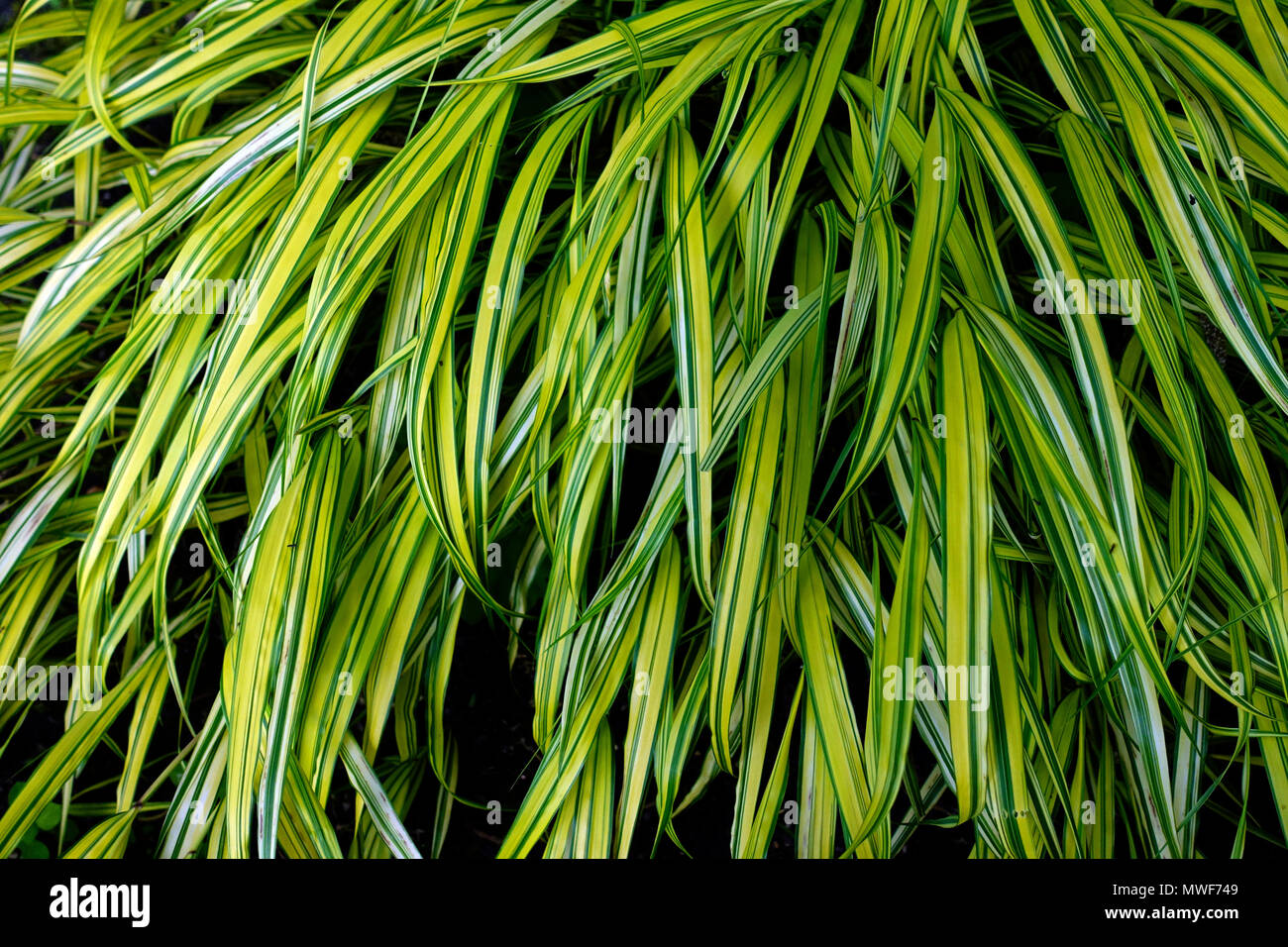 Hakonechloa macra Aureola ' ', Hakone grass ou herbe forêt japonais Banque D'Images