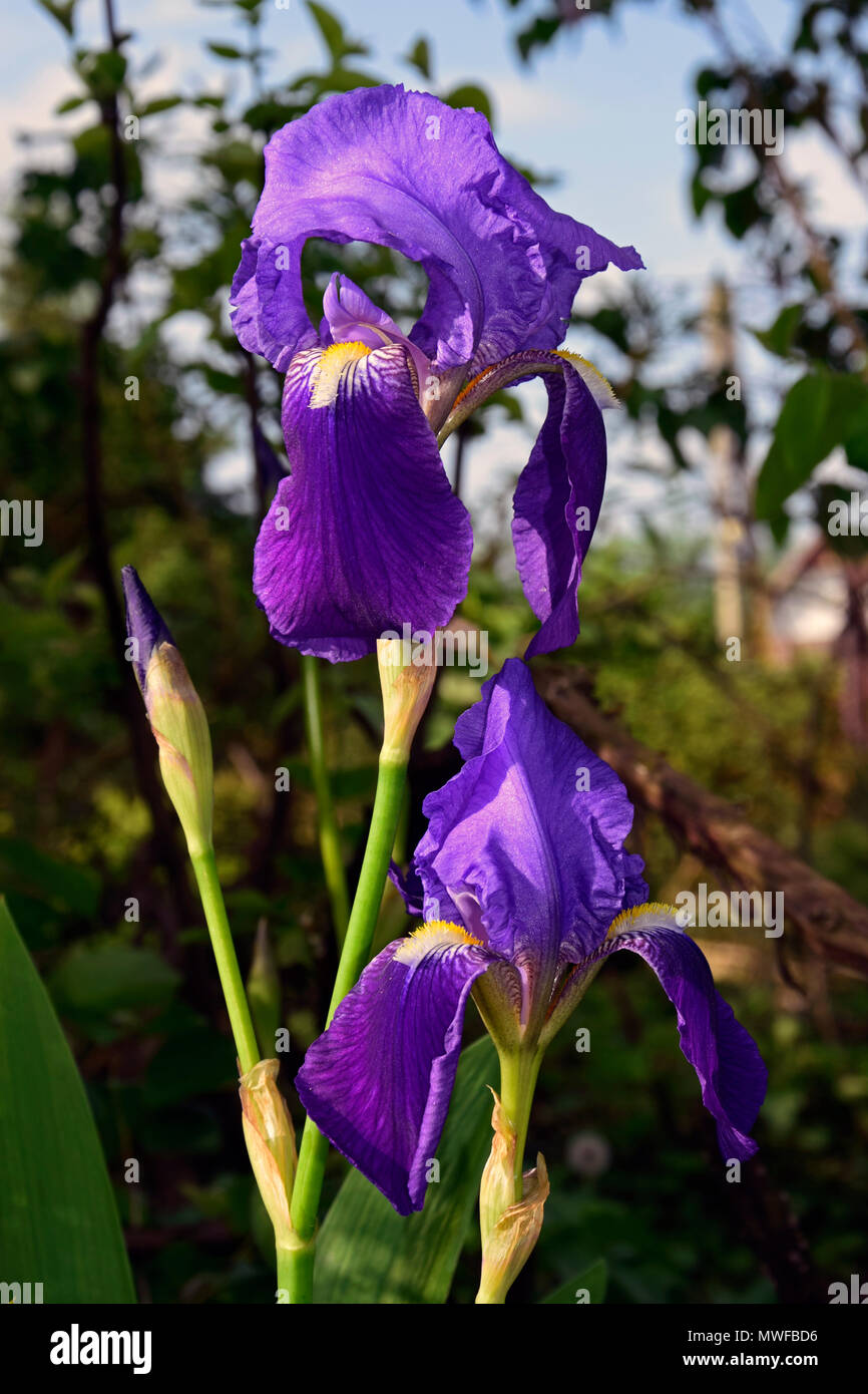 Groupe d'iris violets du soleil chaud Banque D'Images