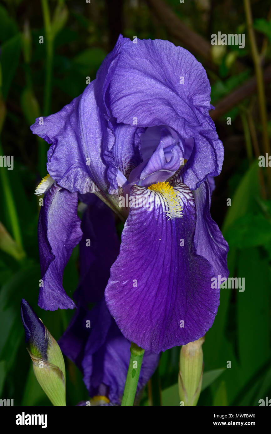 Iris bleu Banque D'Images