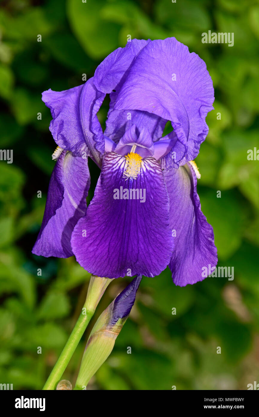 Iris allemand violet sur fond vert Banque D'Images
