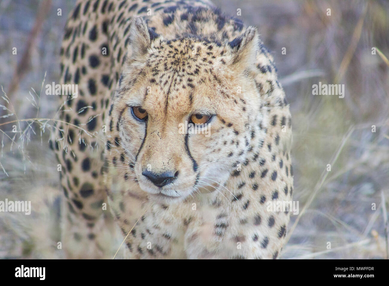 Cheetah marcher dans les hautes herbes sèches, Banque D'Images