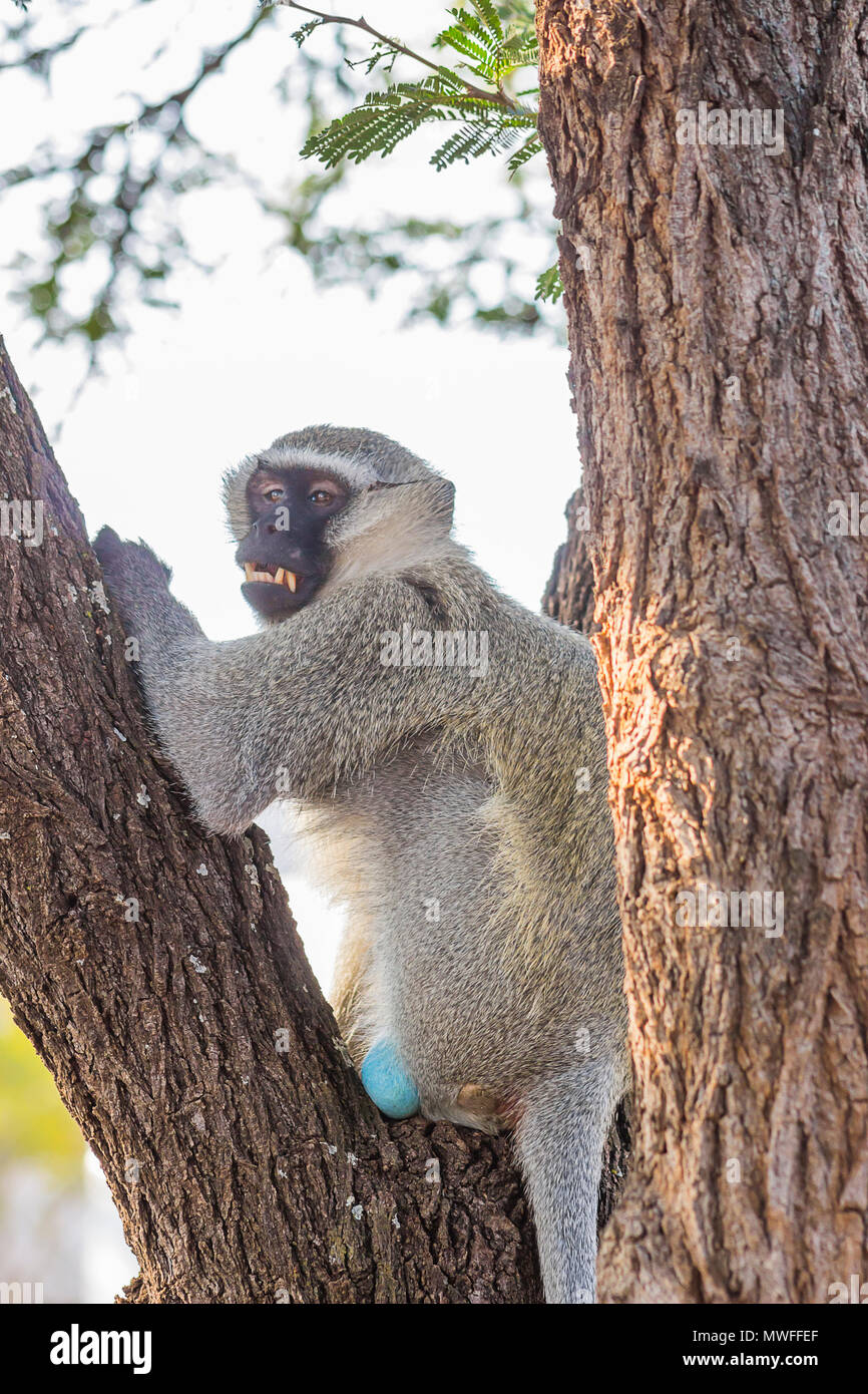 Vieux Singe assis dans un arbre montrant ses dents Banque D'Images