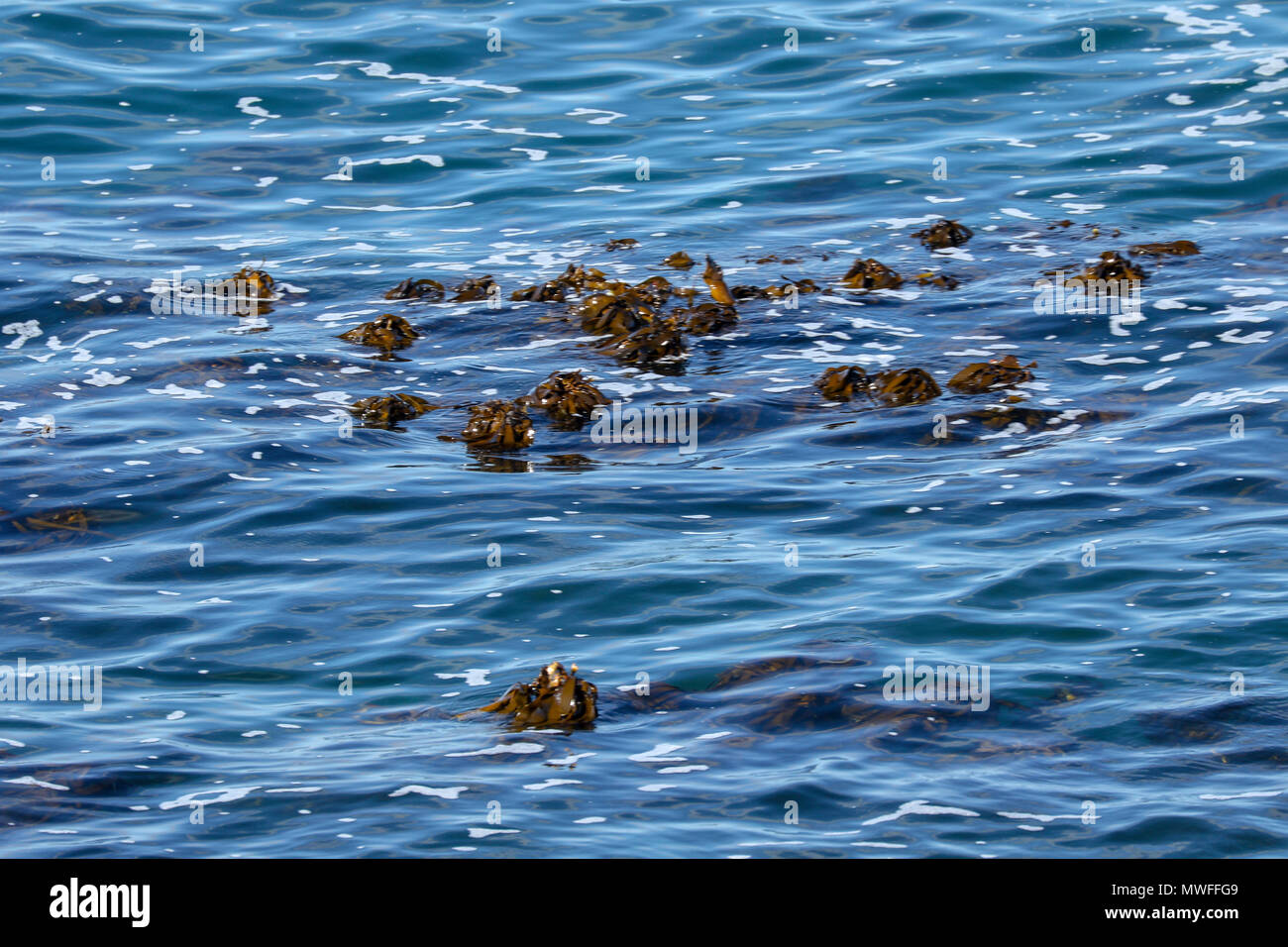 Le varech flottant dans une mer bleu au large de la côte, hermanus, afrique du sud garden route Banque D'Images