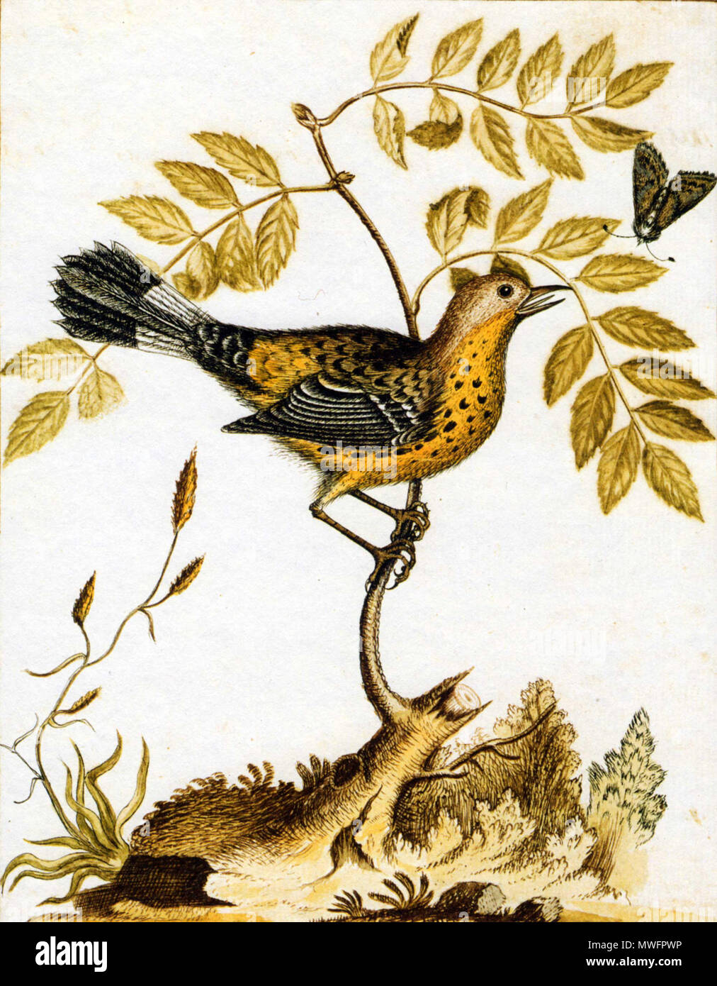 . Anglais : Dendroica magnolia, la paruline à tête cendrée, comme dessiné par William Bartram c. 1757, lorsqu'il avait 17 ans . 29 mai 2011. William Bartram 387 Magnolia Warbler bartram Banque D'Images