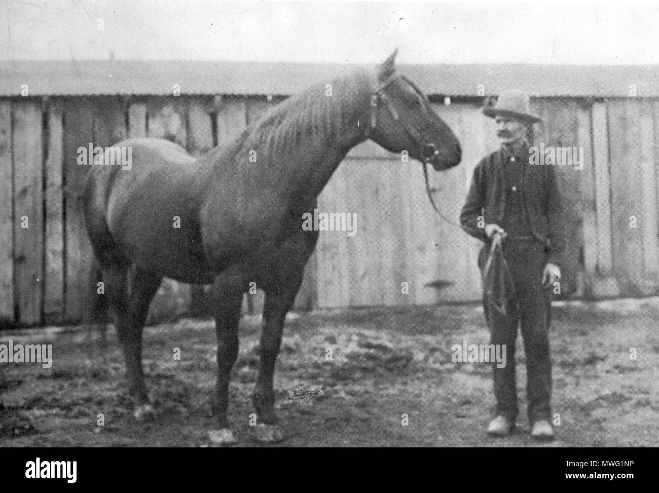 . Peter McCue (1895-1923), le Quarter Horse et/ou Thoroughbred, avec Tom Caudill holding, pris dans l'Oklahoma vers 1905. avant 1923. Petermccuewithcaudell 478 inconnu Banque D'Images