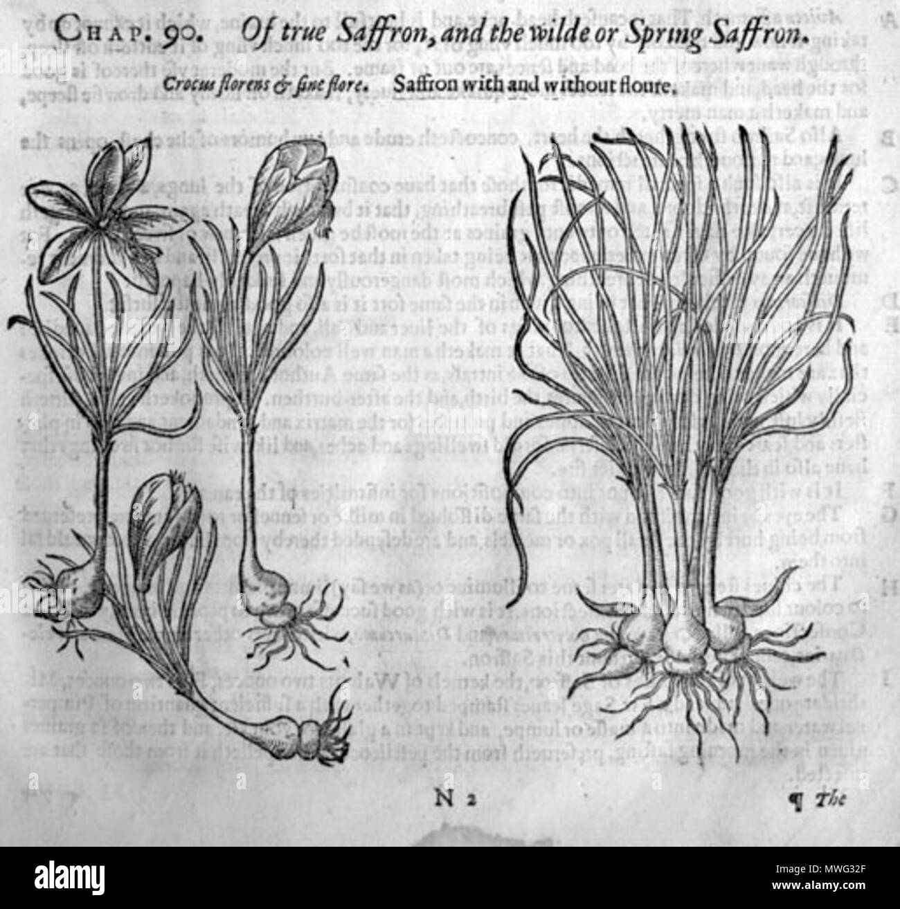 . John Gerard (1545-1612) : l'Historie de Herball Generall ou plantes. Londres, 1633. Janvier 2008. 241 McLeod Gerard safran Banque D'Images