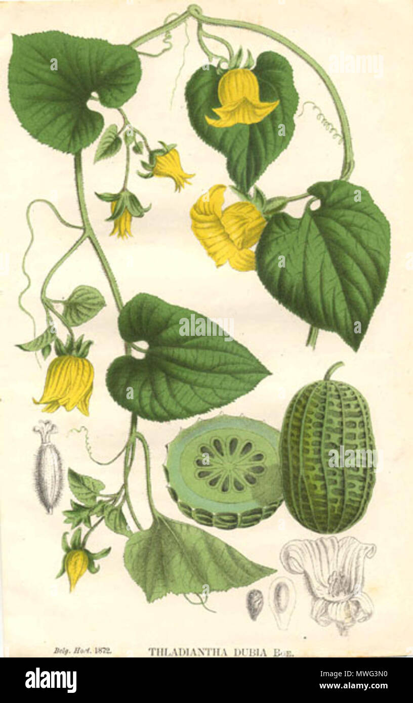 . Une illustration botanique des espèces de plantes à fleurs Thladiantha dubia à partir d'un travail commencé par Charles François Antoine Morren et édité par Charles Jacques Édouard Morren . 1872 artiste du 19e siècle non identifié. La Belgique horticole 353 pl26 Thladiantha dubia Banque D'Images . Une illustration botanique des espèces de plantes à fleurs Thladiantha dubia à partir d'un travail commencé par Charles François Antoine Morren et édité par Charles Jacques Édouard Morren . 1872 artiste du 19e siècle non identifié. La Belgique horticole 353 pl26 Thladiantha dubia Banque D'Images