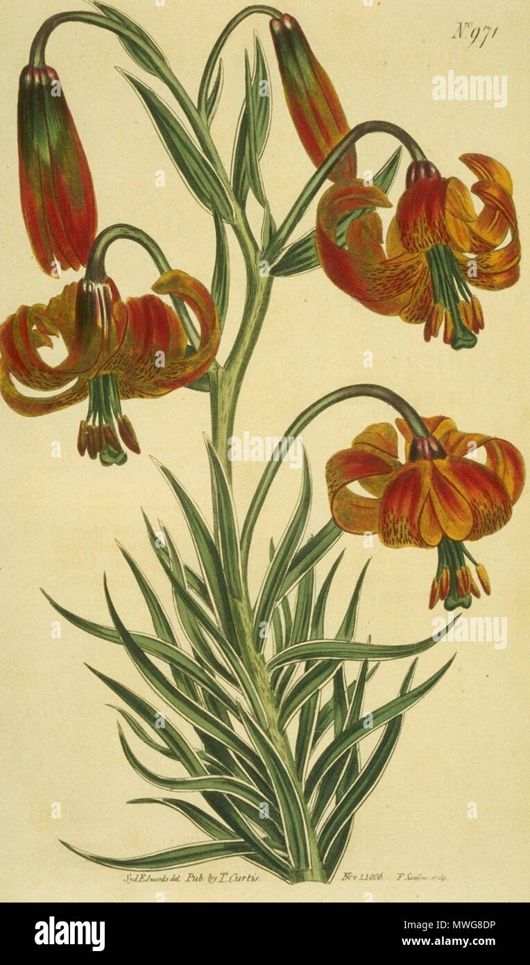 . Deutsch : Seealpenlilie - Lilium pomponium . 16 août 2005 (date d'origine). National Agricultural Library USDA, ARS, Lilium Pomponium 1 371 Banque D'Images