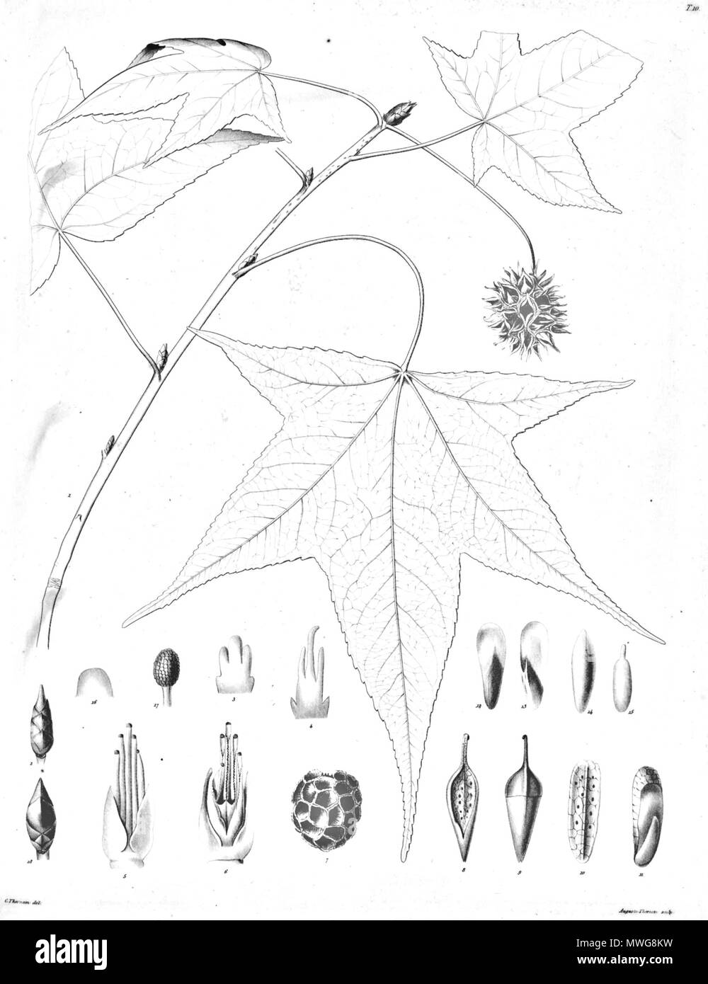 373 Liquidambar styraciflua Ørsted Banque D'Images