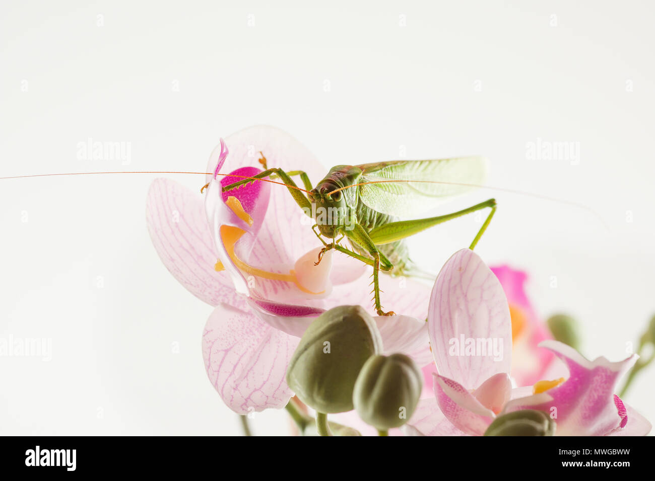 Grande sauterelle verte se cache dans le jardin de fleurs Banque D'Images