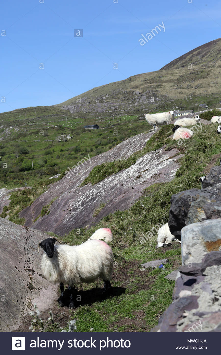 Moutons sur la colline près de Derrynane sur l'anneau de Kerry en Irlande d'entraînement Banque D'Images