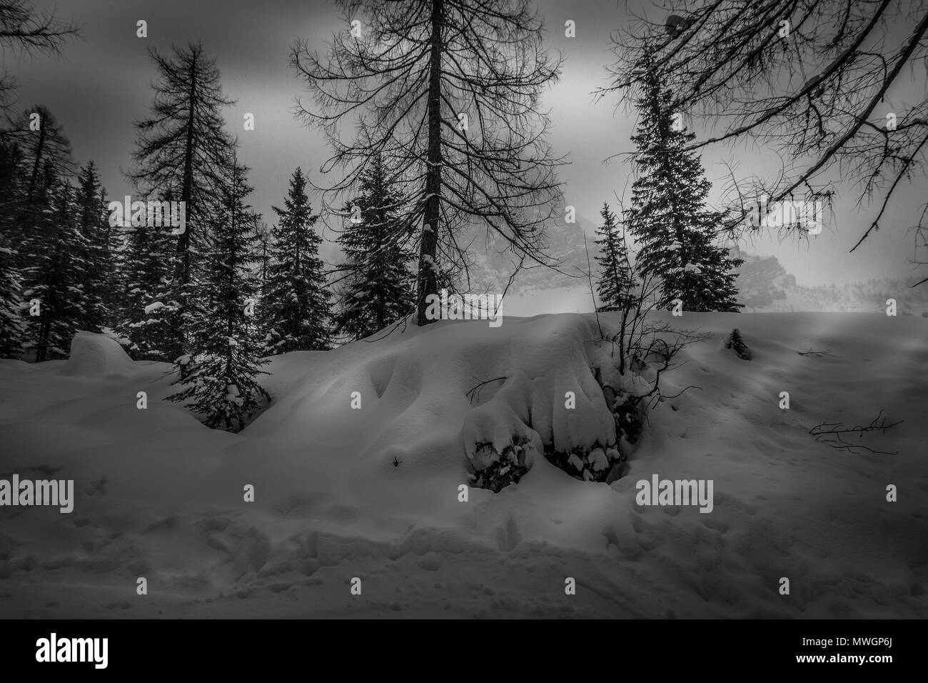Le noir et blanc forêt de sapins et mélèzes durant une chute de neige à l'arrière-plan le Mont Pelmo, Dolomites, Italie Banque D'Images