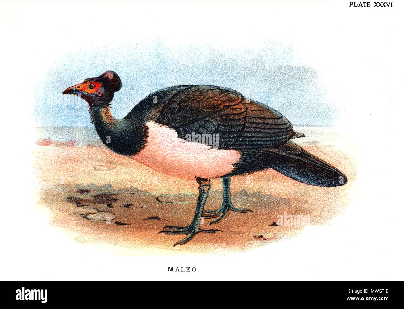 . Un lithographie de de 'MALEO (les Célèbes, Indonésie, Îles Sanghir)" publié en 1896 pour 'Lloyd's Histoire Naturelle de gibier' par W.R.Ogilvie-Grant. Taille réelle de l'espace imprimé est de 5' x 7' (13x18cm). publié en 1896. Ce fichier n'est pas informations sur l'auteur. 389 Livraga bird Banque D'Images