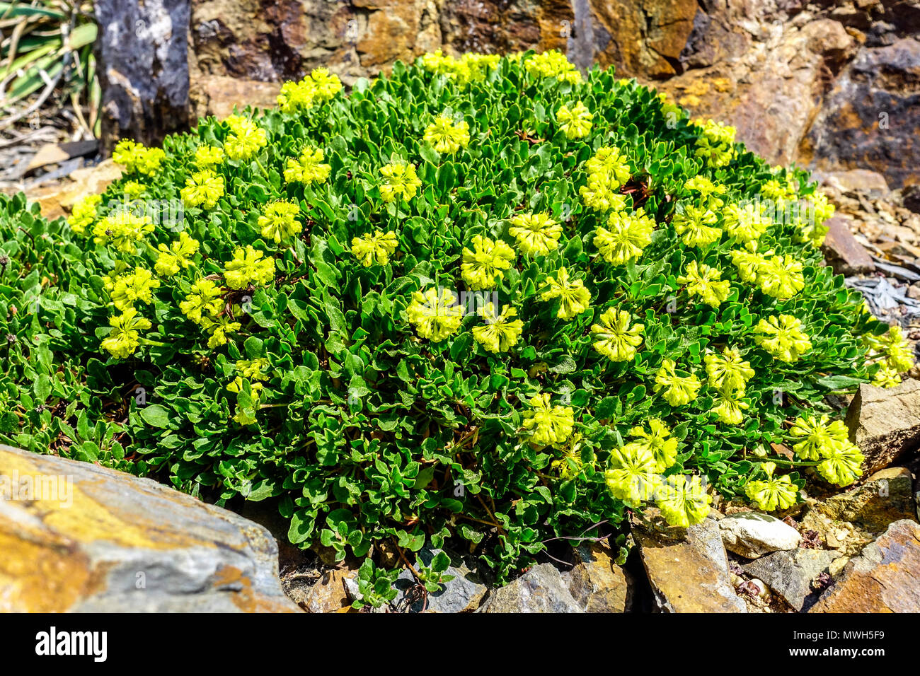 Eriogonum umbellatum ' porteri ' rocaille des plantes alpines rocailleuses Banque D'Images