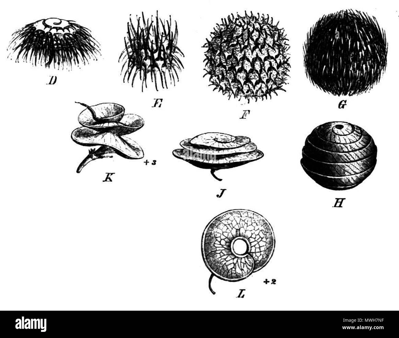 . Illustration de livre. L'étiquette dans le livre dit : gousses de Medicago spp. : D : M. disciformis DC E. M. turbinata Willd. F : M. ciliaris Willd. G : M. intertexta (Gaert.) Urb. var. echinus (DC) Urb. H : M. scutellata tous. J : M. orbicularis tous. var. marginata (Willd.) Benth. K : M. sativa L. L : M. obscura Retz. . 3 janvier 2009, 22:32 (UTC). travail dérivé : Ninjatacoshell (talk) Medicago pods Taub112.png : Paul Hermann Wilhelm Taubert (1862-1897) 410 gousses Medicago Taub112v2 Banque D'Images