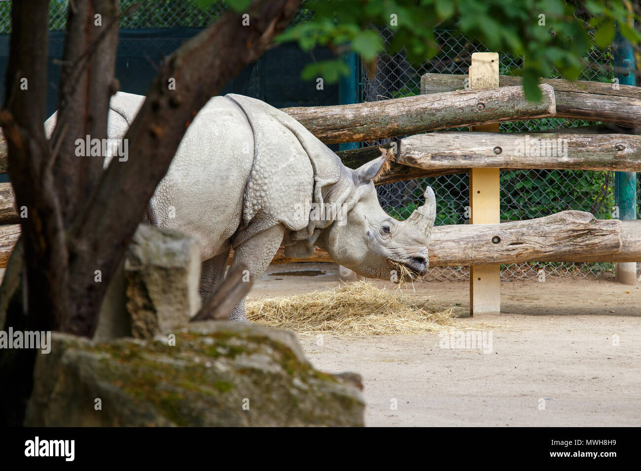 Gros rhinocéros indien mangeant de la paille dans le zoo. Banque D'Images